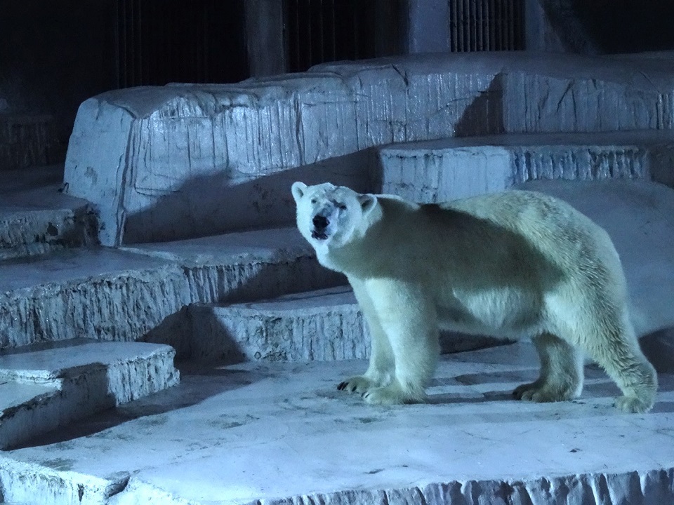 夜の動物を覗き見 天王寺動物園ナイトzooチケット付き宿泊プラン
